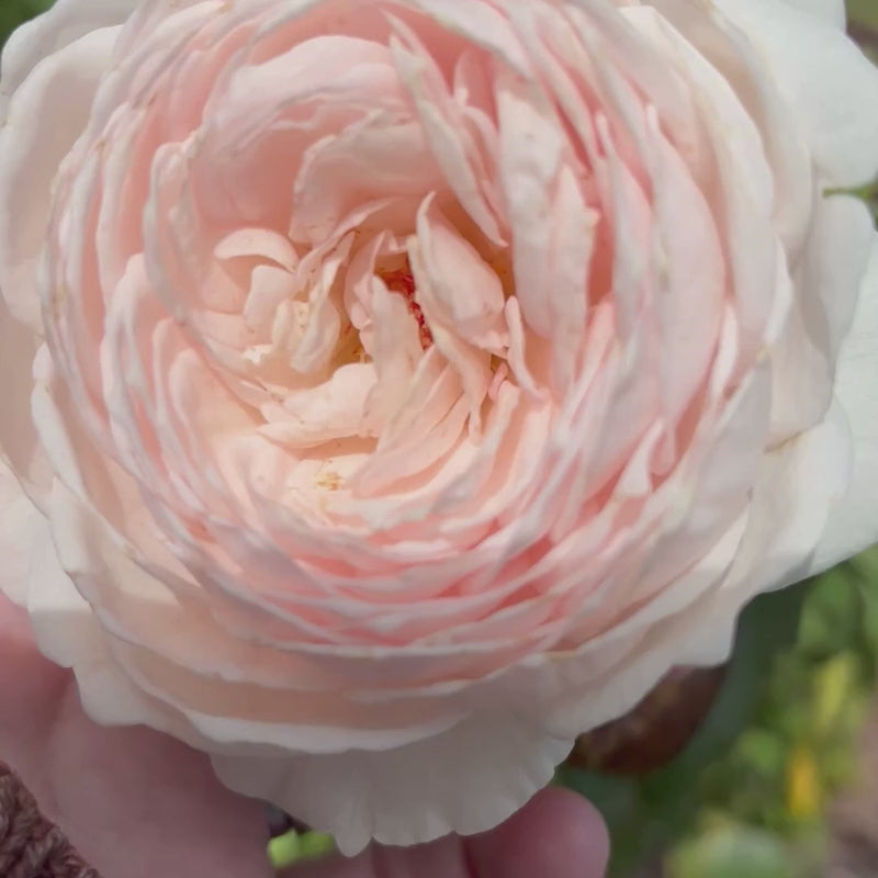 beautiful parfuma roses in flower garden
